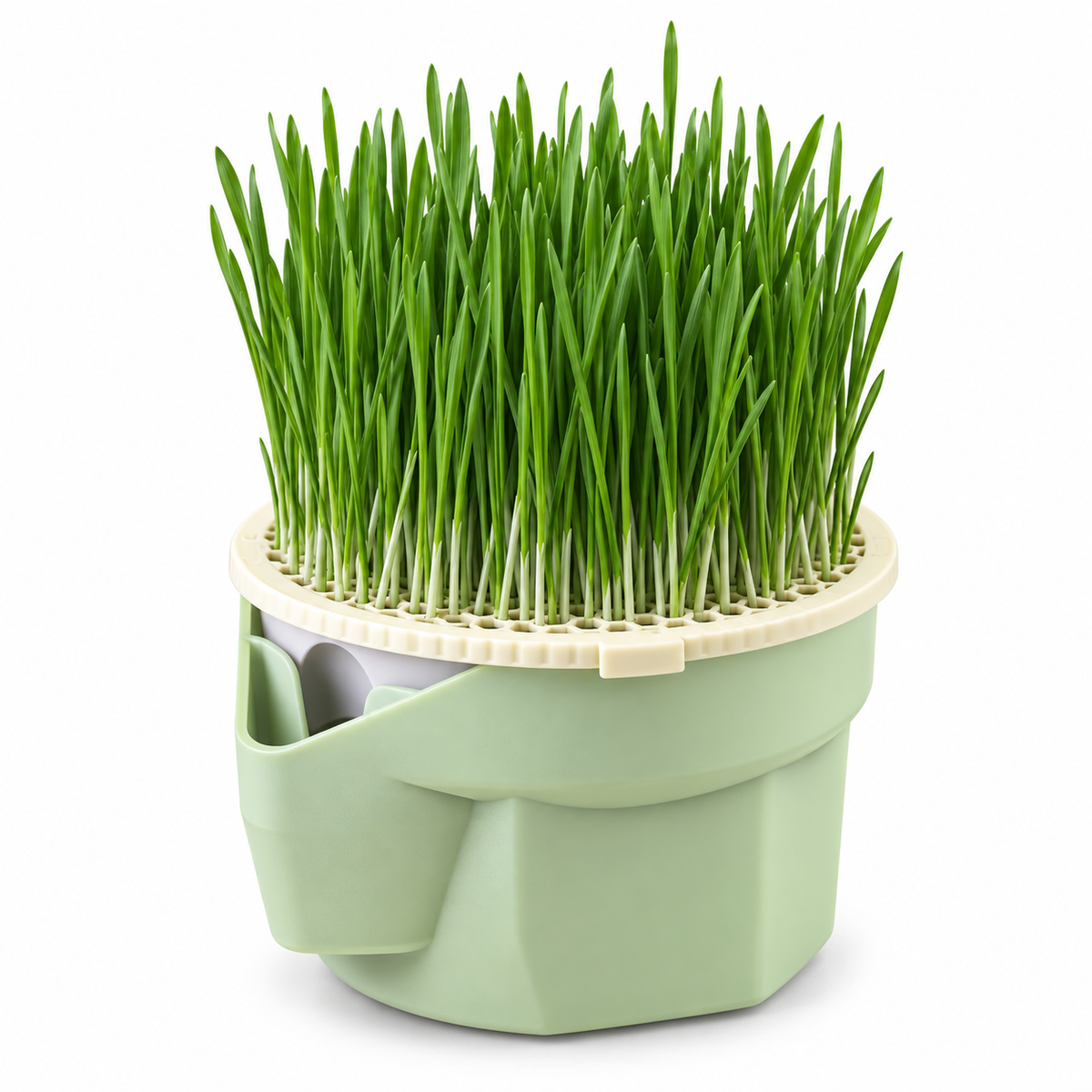 wcnew herbe-a-chat-cat-snack-cat-mint-plant 01_packshot_a