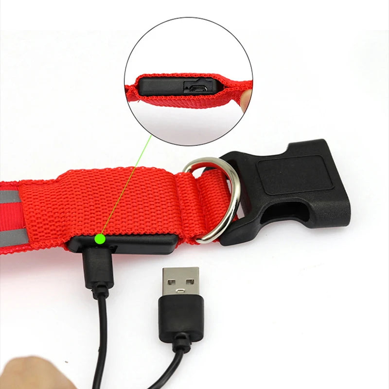 Osprey, Rechargeable LED Reflective Collar for Cats